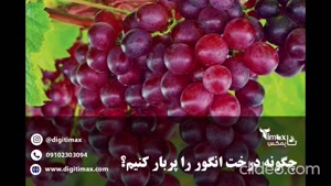 زمان کود دهی درخت انگور برای پربار شدن