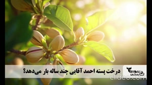 درخت پسته تا چند کیلو بار می‌دهد؟