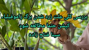 درمان زرد شدن زاموفیلیا