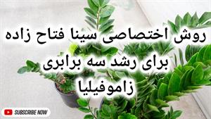 کود مخصوص زاموفیلیا