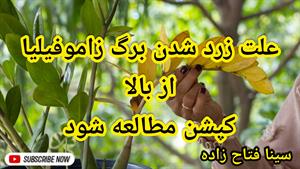 درمان زرد شدن زاموفیلیا از بالا