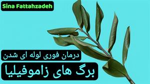 علت چروک شدن برگ زاموفیلیا