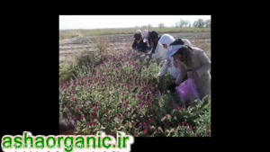 عصاره‌های گیاهی؛ راز سلامتی و زیبایی طبیعی | شناخت بهترین عص