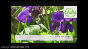 خواص بی‌نظیر روغن بنفشه؛ ضد التهاب، آرام‌بخش و مراقبتی طبیعی
