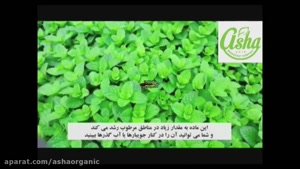 خواص عصاره نعناع فلفلی؛ ضد التهاب، هاضم و آرام‌بخش طبیعی