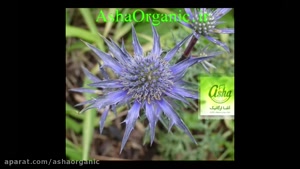 بوقناق و دیابت؛ راهکاری طبیعی در کنترل قند خون