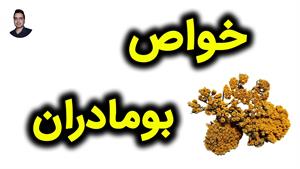 خواص بومادران / بومادران برای قاعدگی و هورمون‌ ها