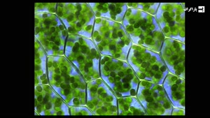 داستان تکامل یک انگل مرگبار و دشمن دیرینه انسان