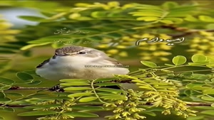 درود روزت شاد و زیبا و پر از خوشبختی