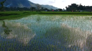 درمورد برنج هندی چی میدونی؟