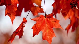 راز شگفت انگیز مغز در فصل پاییز