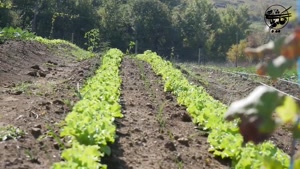 چرا باید سالاد رو از سفره حذف کنیم؟