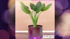 سفارش گل بابا آدم