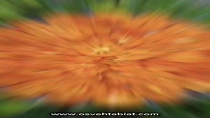 آموزش طرز تهیه خرمالو خشک بازاری با دستگاه خشک کن اسوه صنعت