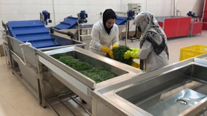 اولین روز کاری اسوه طبیعت و تولید شِوید خشک در خشک کن استخری