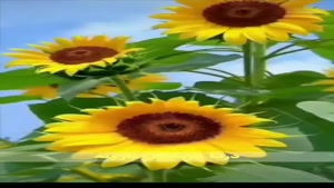 ولادت حضرت فاطمه / کلیپ ولادت خانم فاطمه زهرا / روز زن