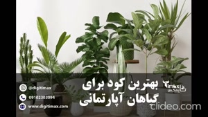 بهترین کود برای پاجوش زدن سانسوریا