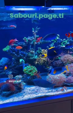 ماهی های آب شور و آکواریوم آنها