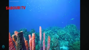 طبیعت زیر اب