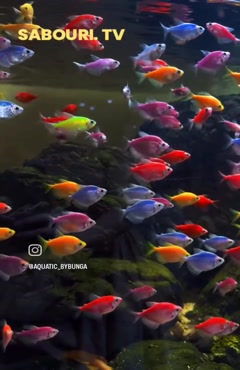 ماهیهای آکواریومی