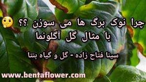 چرا نوک برگ گیاه می‌سوزه؟ با مثال و تصویری از گل آگلونما