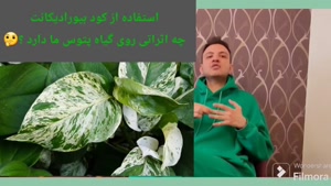 رازهای تقویت و رشد سریع پتوس با چند نکته ساده