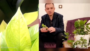 راهنمای کامل قلمه زدن پتوس با برگ