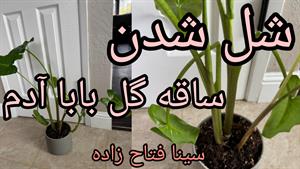 علت خم شدن ساقه بابا آدم و آموزش درمان با سینا فتاح زاده