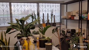 صفر تا صد نگهداری گل پتوس در منزل