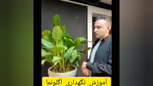 راهنمای نگهداری گیاهان خانواده آگلونما با سینا فتاح زاده