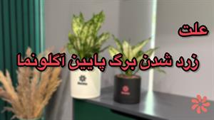 زردی برگ‌های پایین آگلونما نشانه چیست؟