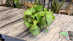 چه کودی باعث پهن شدن برگ پتوس میشود؟