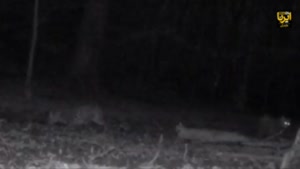 🎥 گشت‌وگذار همزمان چهار پلنگ ایرانی در جنگل‌های سوادکوه