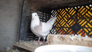 فیلم کفتر زیبا