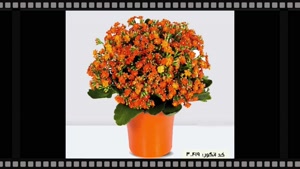 سفارش گل کالانکوئه خاص