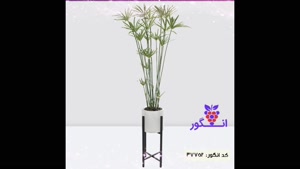 سفارش سیپروس مقاوم شیک