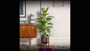 سفارش آلتیسیما گیاهی همیشه‌سبز