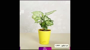 سفارش گل سینگونیوم سبز