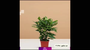 سفارش گل اوکوبا سبز