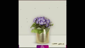 سفارش گل سینره رنگارنگ