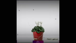 سفارش گل سیکلامن زیبا