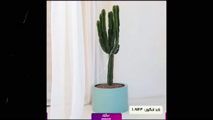 سفارش افوربیا مقاوم