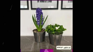 سفارش سبزه عید نوروز