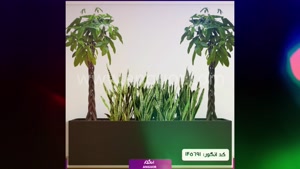 سفارش  پاچیرا شیک