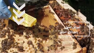 آموزش زنبورداری در باغ به روش های مختلف