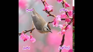 کلیپ صبح بخیر شاد / استوری شاد صبح بخیر / صبح بخیر شاد