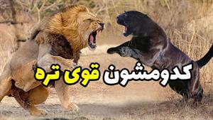 مستند حیوانات _ نبرد شیر و پلنگ سیاه
