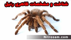 خرید سم رتیل کش - سم رتیل کش قوی