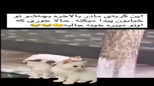این گربه مادر بالاخره بچه شو توخیابون پیداش میکنه😯🤨