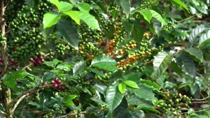 خرید فله اکسسوری قهوه